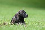 CANE CORSO 1194